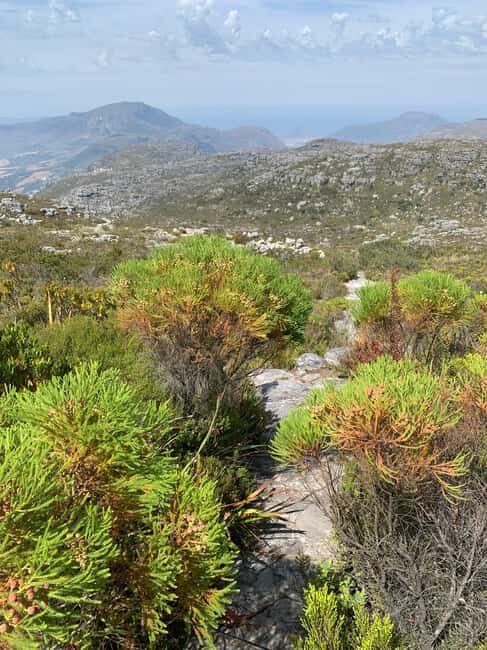 Cape Town: Skeleton Gorge Hike to Table Mountain Summit - An In-Depth Look at the Skeleton Gorge Experience