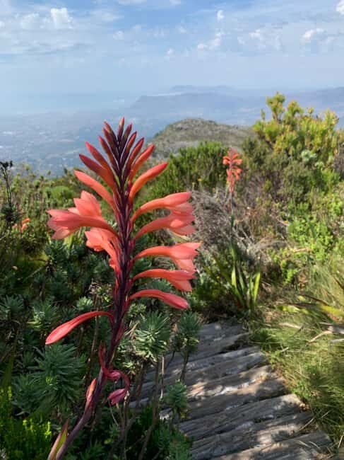 Cape Town: Skeleton Gorge Hike to Table Mountain Summit - Who Will Love This Tour?