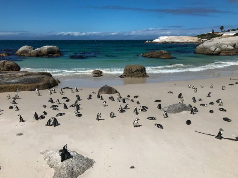 Cape Town: Some Attractions of the Cape (private charter) - Final Thoughts