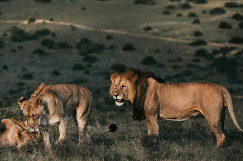 Cape Town: Sunset Safari at Aquila Game Reserve w/Transfer - Key Points 