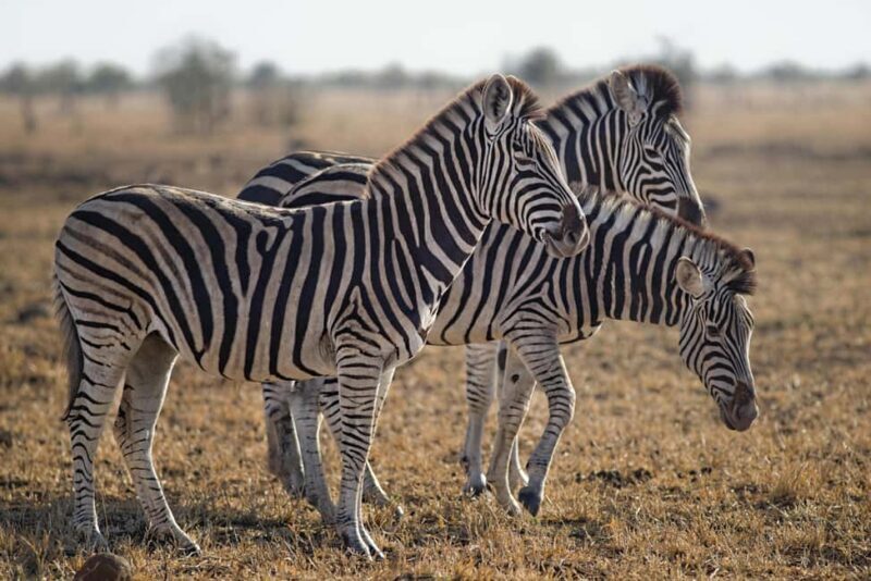 Cape Town: Sunset Safari at Aquila Game Reserve w/Transfer - Honest Feedback from Past Guests