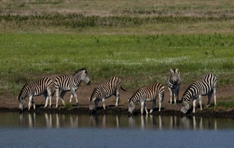 Cape Town: Sunset Safari at Aquila Game Reserve w/Transfer - Who Will Love This Tour?
