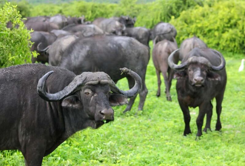 Cape Town: Sunset Safari at Aquila Game Reserve w/Transfer - The Sum Up