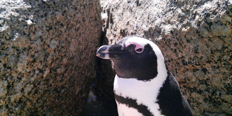 Cape Town: Table Mountain and Cape Point Small Group Tour - FAQ