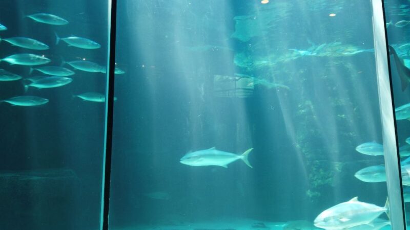 Cape Town: Table Mountain and Robben Island Tour - Key Points