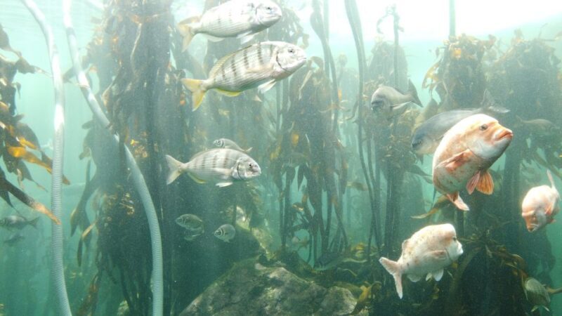 Cape Town: Table Mountain and Robben Island Tour - Final Thoughts