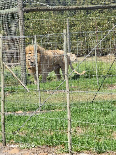 Cape Town: Table Mountain and stellenbosch Big Cats Park - The Sum Up
