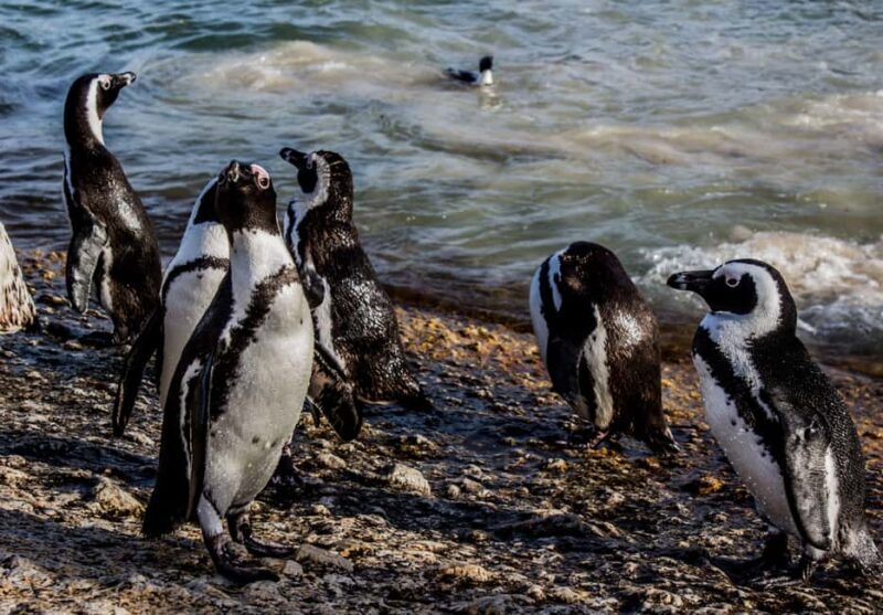 Cape Town: Table Mountain, Cape of Goodhope & Penguins Tour - Who Should Consider This Tour?