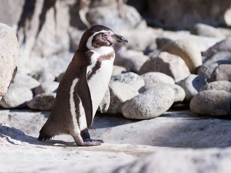 Cape Town: Table Mountain, Cape of Goodhope & Penguins Tour - The Sum Up: Is This Tour Worth It?