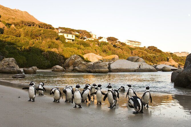 Cape Town Table Mountain Cape Point Penguins Full-Day Private Tour - FAQ