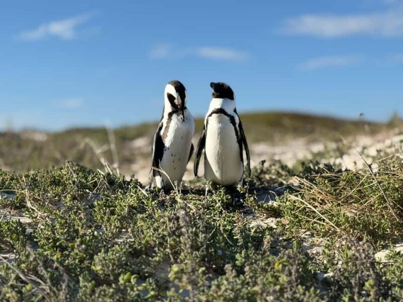 Cape Town: Table Mountain, Penguins, Cape of Good Hope - Final Thoughts: Is This Tour for You?