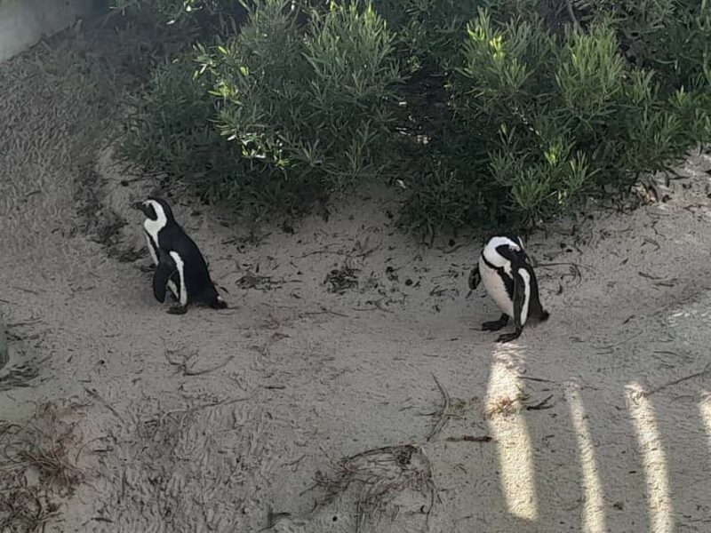 Cape Town: Table Mountain, Penguins & Cape of Good Hope Tour - Exploring the Day in Detail