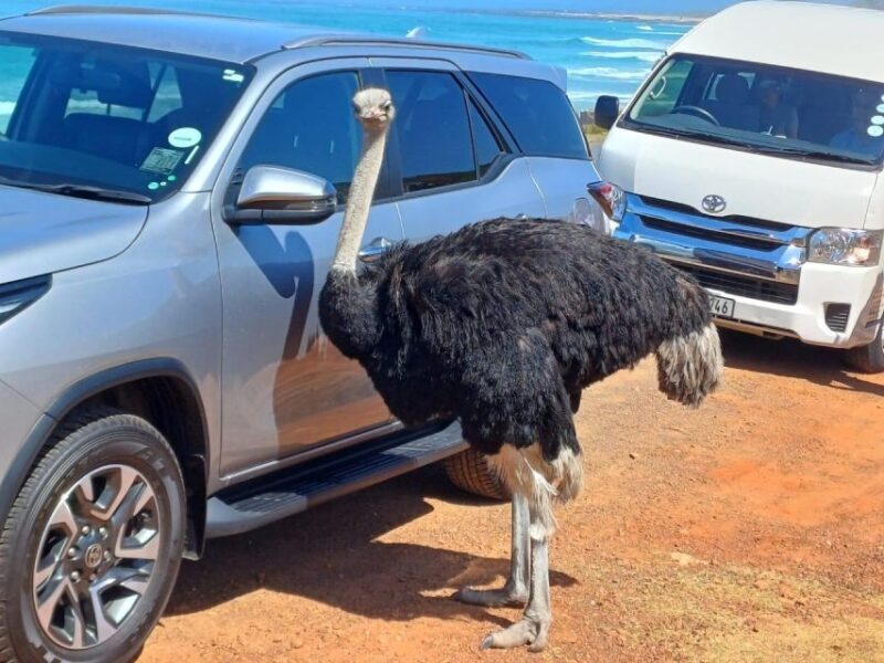 Cape Town Table Mountain Penguins & Cape Point All-inclusive - How Well Does It Deliver on Value?