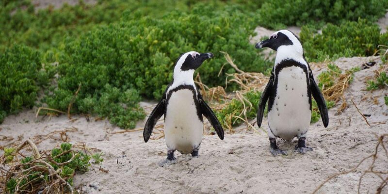 Cape Town: Table Mountain, Penguins & Cape Point Group Tour - Discover Cape Town: Table Mountain, Penguins & Cape Point Group Tour