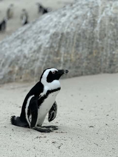 Cape Town: Table Mountain, Penguins & Cape Point Group Tour - Who Will Love This Tour?