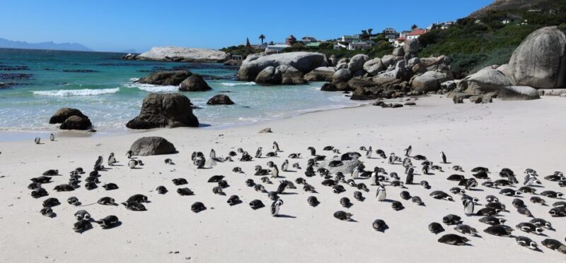 Cape Town: Table Mountain, Penguins & Cape Point Group Tour - Final Thoughts: Is This Tour Right for You?