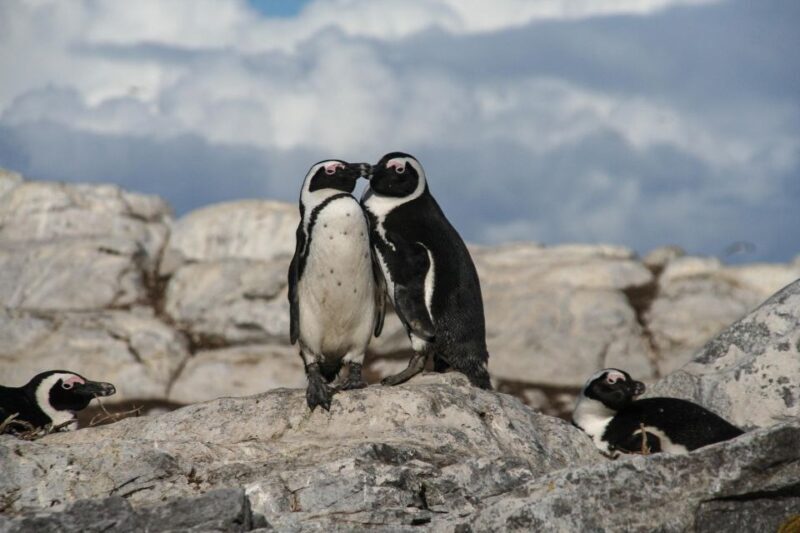 Cape Town: Table Mountain, Penguins & Cape Point Shared Tour - What Travelers Say