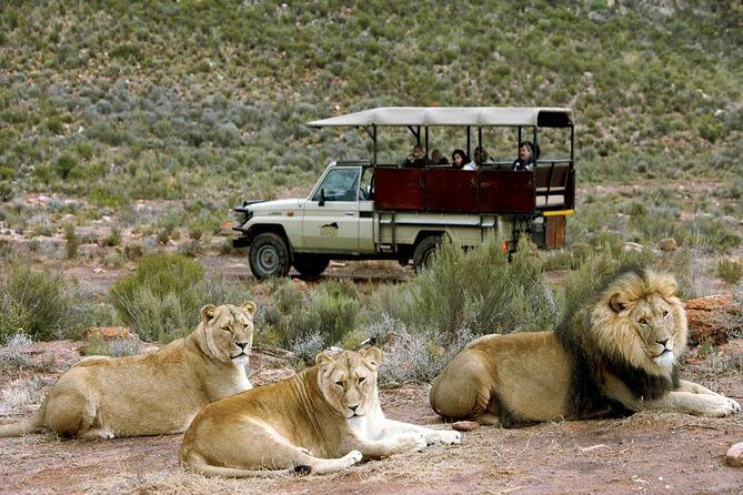 Cape Town - The Best of Aquila Safari Tour - Quick Overview
