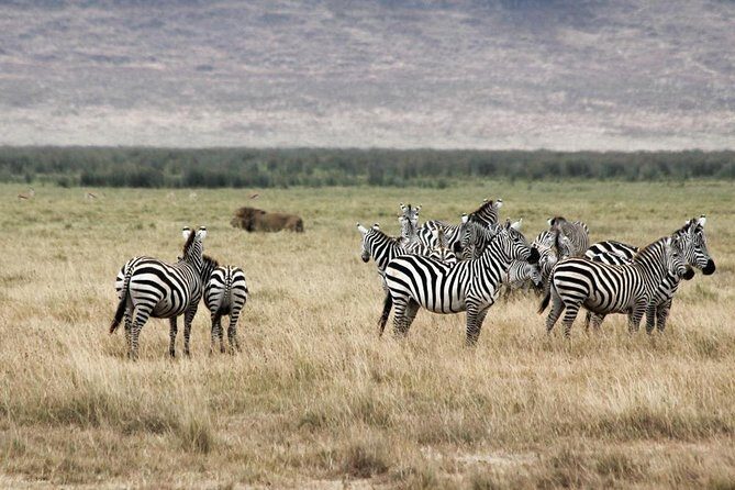 Cape Town - The Best of Aquila Safari Tour - What Sets This Tour Apart