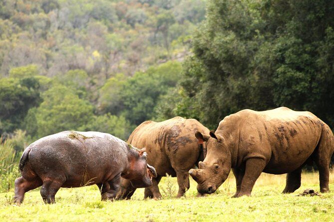 Cape Town - The Best of Aquila Safari Tour - Who Will Love This Tour?
