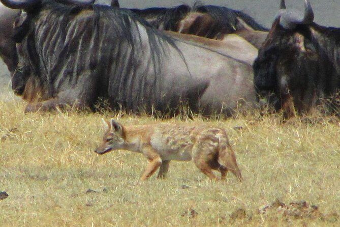 Cape Town - The Best of Aquila Safari Tour - FAQs