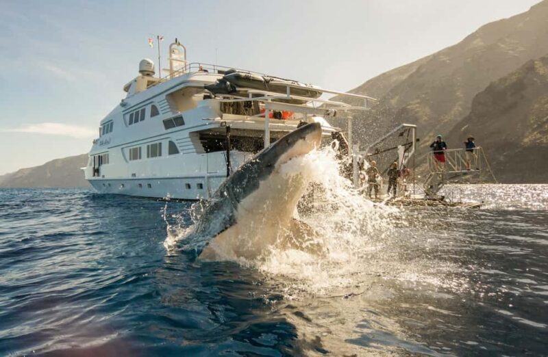 Cape Town to Gaansbaai - Shark Cage Diving - Key Points