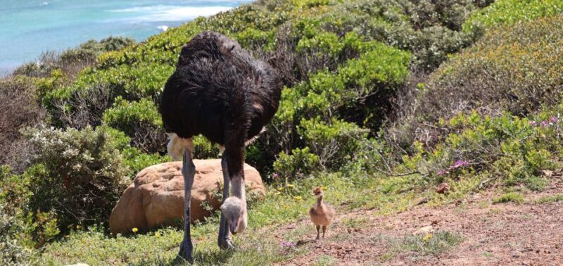 Cape Town: Tour Cape Point & Boulders Beach Penguin Day Trip - A Deep Dive into the Day Trip Experience
