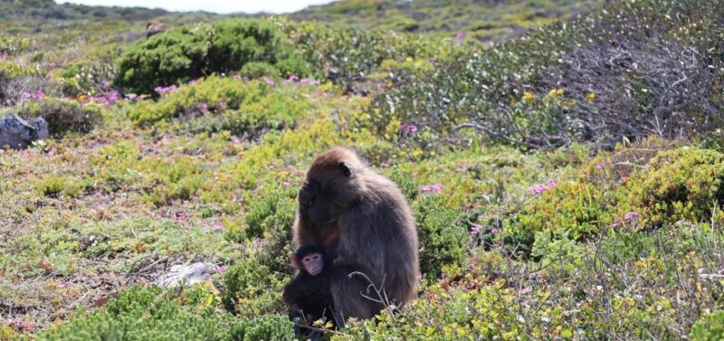 Cape Town: Tour Cape Point & Boulders Beach Penguin Day Trip - Final Thoughts