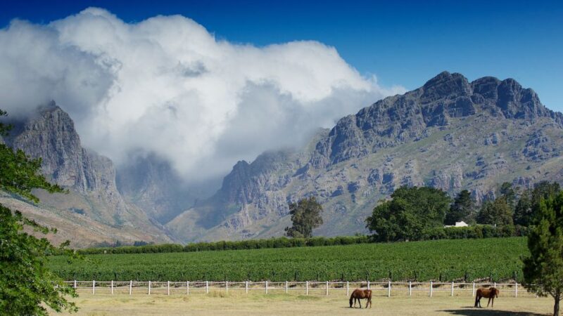 Cape Town Wine Tour (Paarl, Stellenbosch & Franschhoek) - Key Points