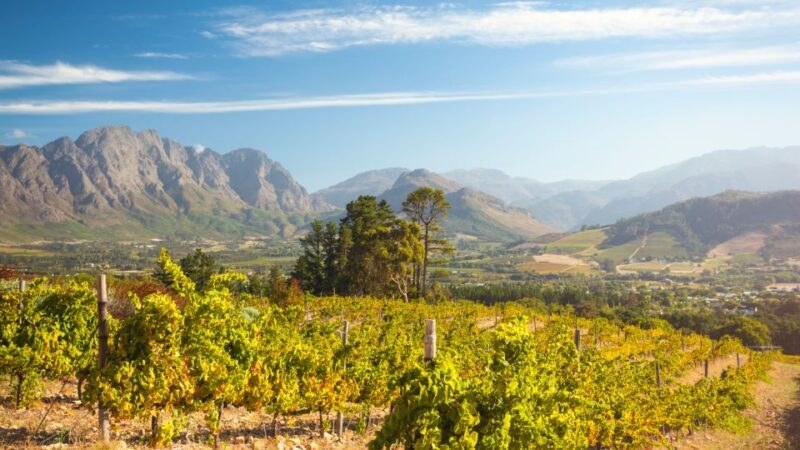 Cape Town Wine Tour (Paarl, Stellenbosch & Franschhoek) - Final Thoughts: Who Will Love This Tour?