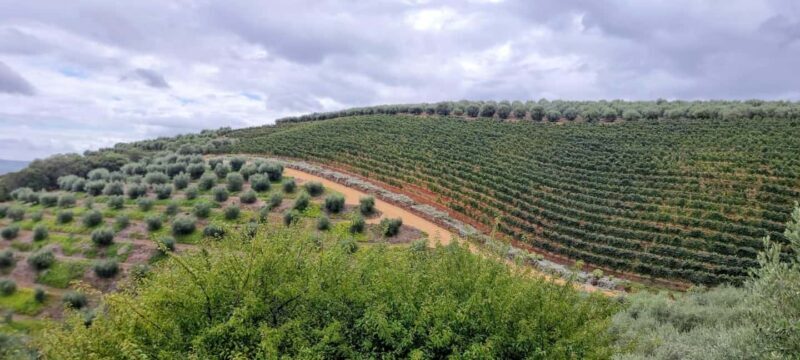 Cape Town: Wine Tour with Tastings and Vineyard Stroll - Cape Town: Wine Tour with Tastings and Vineyard Stroll