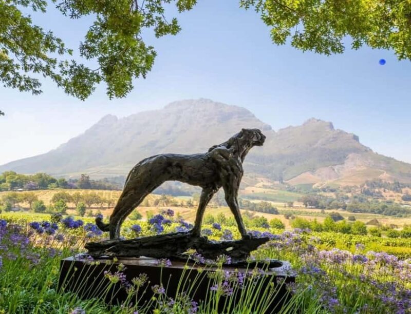 Cape Town: Wine Tour with Tastings and Vineyard Stroll - How the Tour Unfolds: A Closer Look