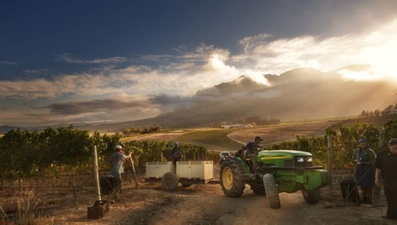 Cape Town: Winelands Half Day Tour with Local Guide - The Itinerary: What You Can Expect