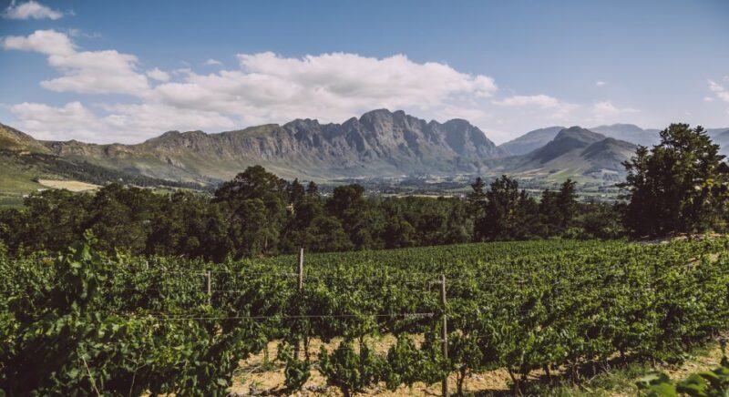 Cape Town: Winelands Half Day Tour with Local Guide - Authentic Experiences and Reviewer Insights