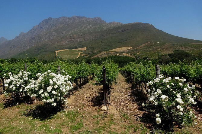 Cape Town Winelands Stellenbosch Private Afternoon Tour - Who Should Consider This Tour?