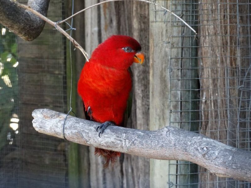 Cape Town: World of Birds & Animal Sanctuary - Key Points