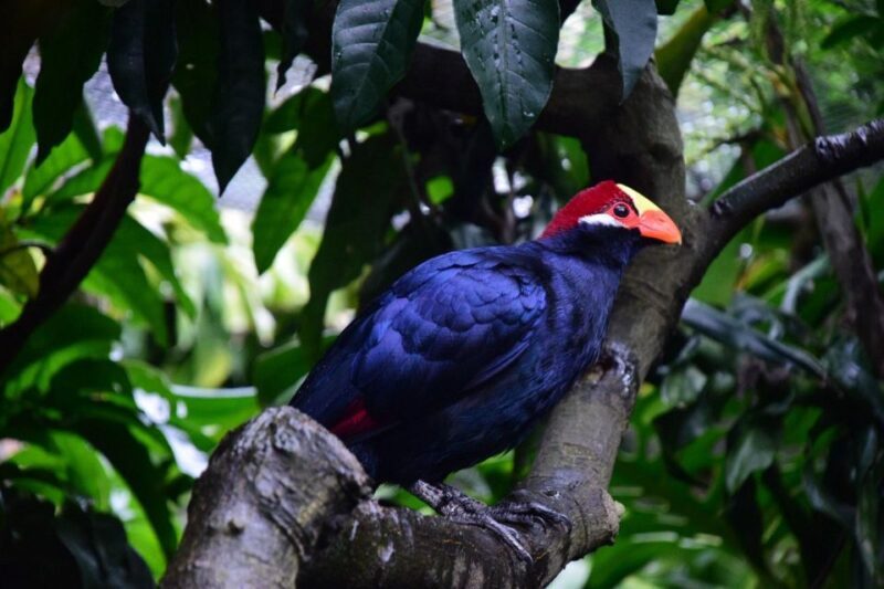 Cape Town: World of Birds & Animal Sanctuary - A Detailed Look at What to Expect