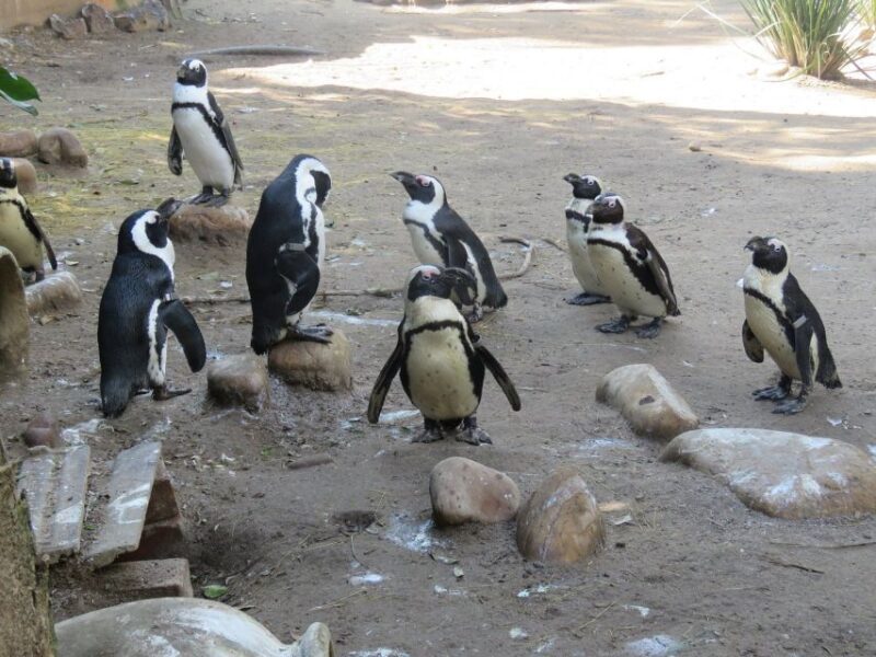 Cape Town: World of Birds & Animal Sanctuary - Why This Experience Matters