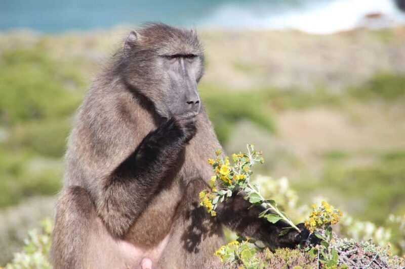 Cape Town's Best: Cape Point & Boulders Beach Group Tour - Key Points