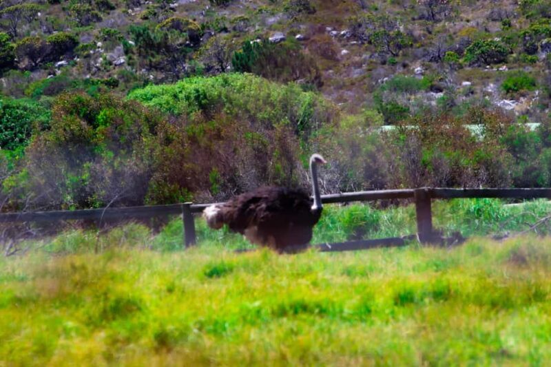 Cape Town's Best: Cape Point & Boulders Beach Group Tour - Authentic Traveler Insights