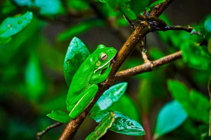 Cape Tribulation: Daintree Rainforest Night Walk Tour - Exploring the Night Walk Experience