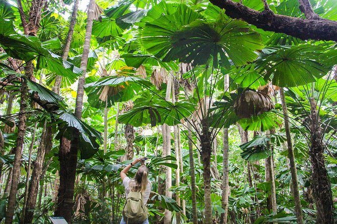 Cape Tribulation & Daintree Wilderness (TCT) - Key Points