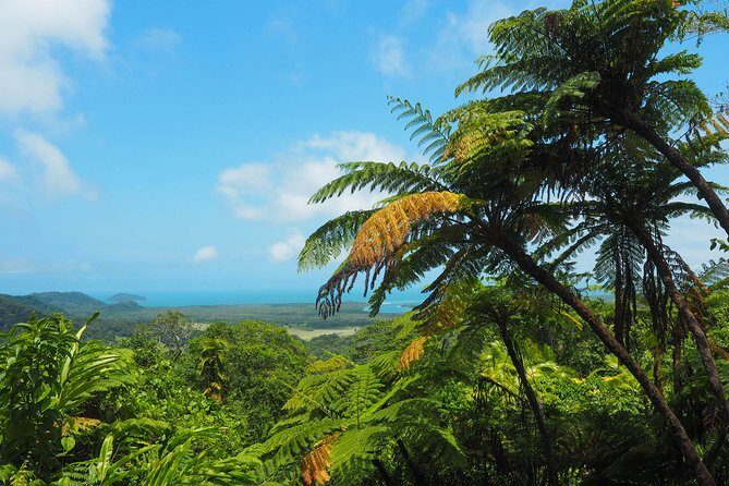 Cape Tribulation & Daintree Wilderness (TCT) - Authentic Experiences from Reviewers