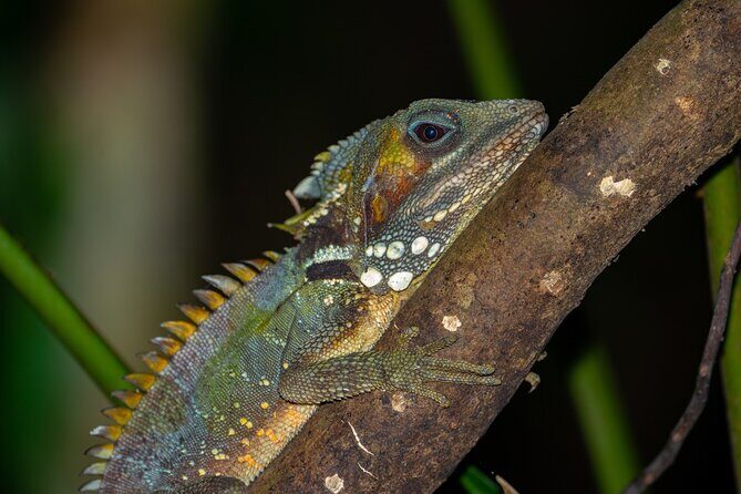Cape Tribulation & Daintree Wilderness (TCT) - Who Will Love This Tour?
