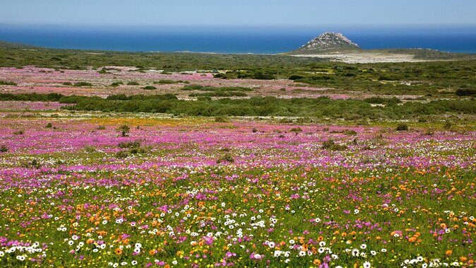 Cape West Coast Flower Tour - What to Expect on the Tour: A Detailed Breakdown