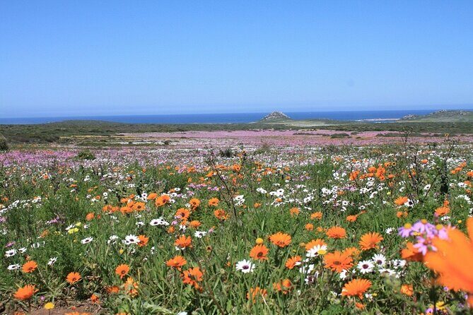 Cape West Coast Flower Tour - Is This Tour Right for You?
