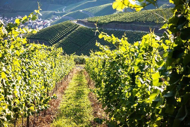 Cape Winelands shared day tour from Cape Town to Stellenbosch and Franschhoek - Frequently Asked Questions
