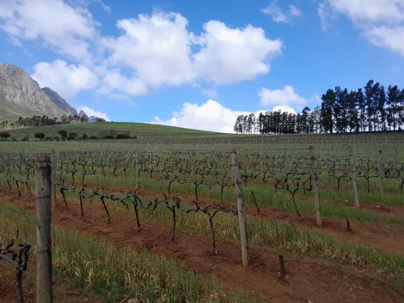 Cape Winelands: Stellenbosch, Franschhoek and Paarl - Key Points