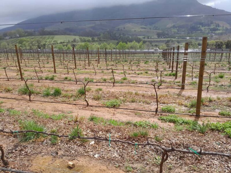 Cape Winelands: Stellenbosch, Franschhoek and Paarl - The Practical Details