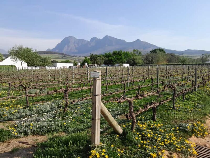 Cape Winelands: Stellenbosch, Franschhoek and Paarl - Who Will Appreciate This Tour?